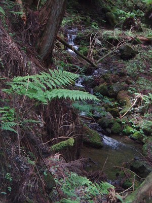 477号線から百井谷に入ります。
鞍馬川にそって林道を下っていきます。