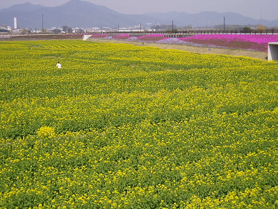 季節は４月の初旬。
菜の花やなどが、田んぼいっぱいに咲いていました。