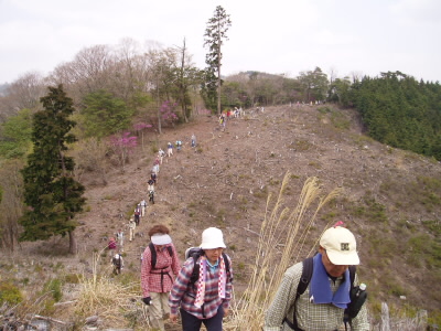 尾根になります。
一部、伐採されているところがあり、後ろを振り向くと、一直線に参加者歩いていて、アリの行列みたいです。

