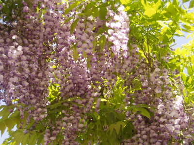 民家で藤がとてもきれいに咲いていました。登山中も山腹を見ると所々、藤が咲いており、緑の中にアクセントをつけています。