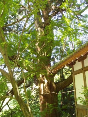 立派な杉があります。