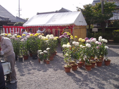 飯道寺では、１１月３日の老人会の菊花祭を行うための準備をやっていました。一足早く、菊を堪能。

