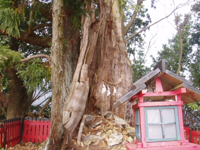 ○大杉
杉の巨木で、道幅がないので、写真に全容がおさまりませんでした。
