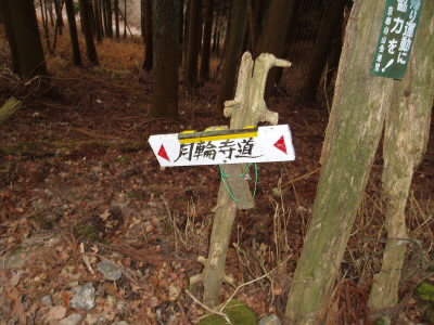 ○月輪寺
道標があるのでそれにしたがって、山道を進むと、月輪寺が見えてきます。
そこに、シャクナゲの立派な木があります。