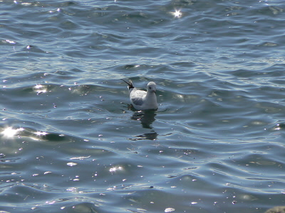 季節が冬なので、水鳥がいっぱいいる。
ユリカモメのねぐらとなっていると思われる。