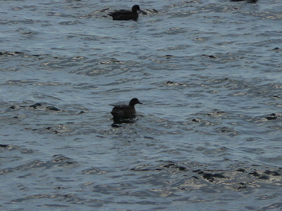 ユリカモメだけでなく、カモもいる。