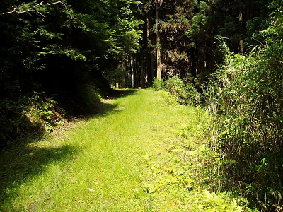 藤尾神社から大文字へ行く途中で、戻るように林道に入ります。
この手前で鹿をみました。