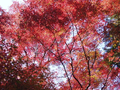 木々が色ずいています。
透過光で撮影すると、ステンドグラスみたいですね。