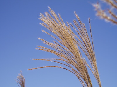 定番の秋の写真。
ここは比叡山人工スキー場跡のです。
