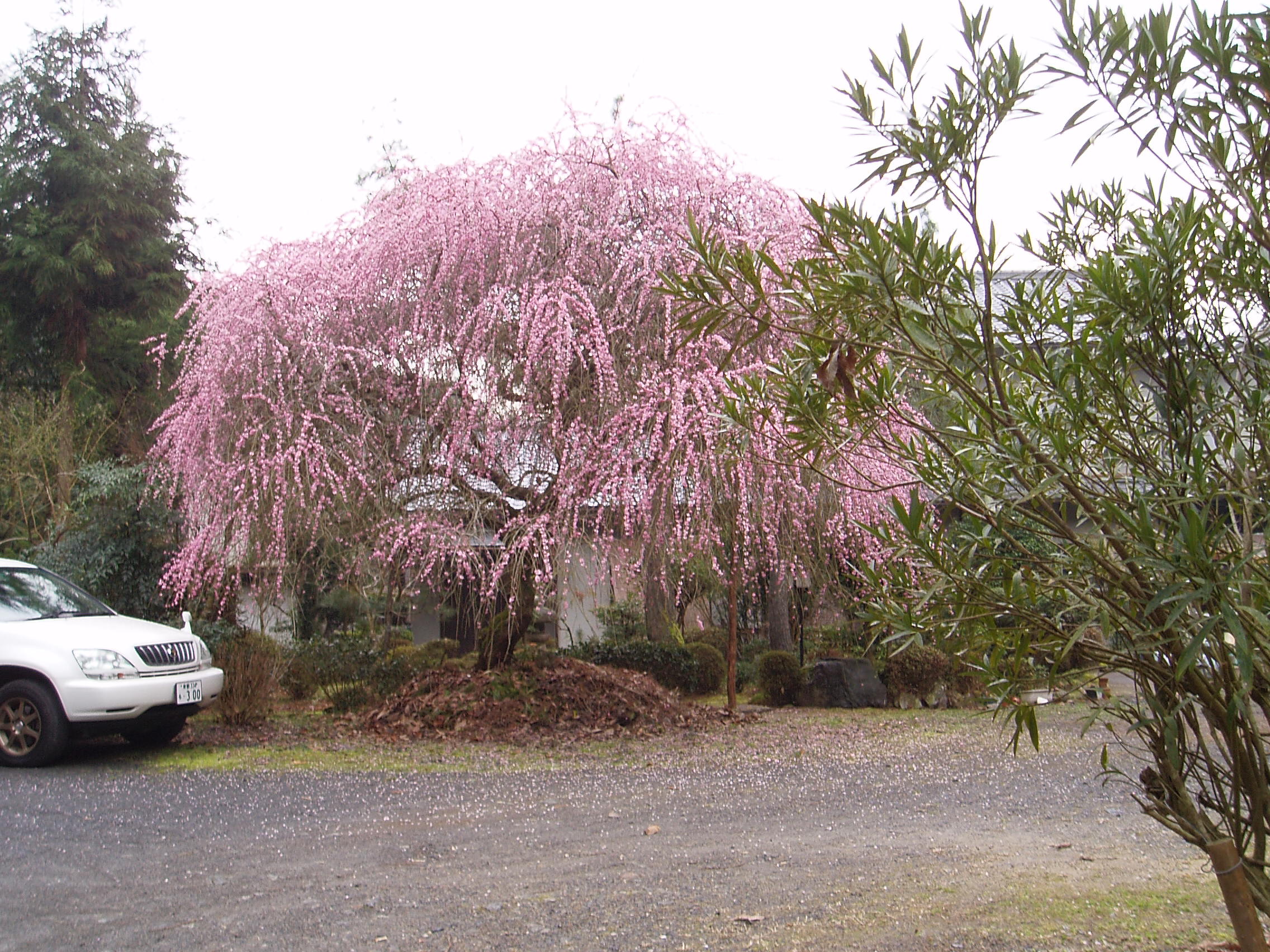 かえる岩付近のお家のみごとな桜です。
「醍醐の花見」に期待があがります。

