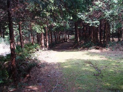 急な下りが終わり、緑の道になればもうすぐ、山道も終わりです。

