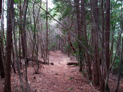 下りはこんな感じで、ユルユルと進みます。
旧ルートより楽な道ではないでしょうか？


