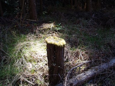 道端の林の木漏れ日のなかに杭がありました。

