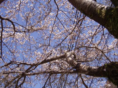 やっと、高雄でも桜が咲き始めました。


