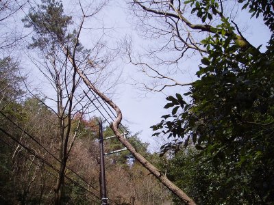 京見峠の近くでこんな風に、枝が電線に寄りかかっています。
大丈夫なんでしょう。



