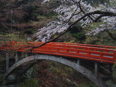 西明寺へ渡る橋です。
朱塗りの橋にかかる桜がきれいでした。

