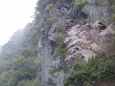 位置的には神護寺の真南の岩壁。
岩肌に咲く桜がみごとで、思わず写真を。

