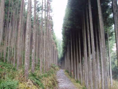 ここも道標 91の手前。
北山杉ってこれっという風景です。



