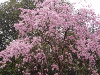 北山ルートが終わり、西山ルートへ行くまでに咲いていた桜。
桜はわかりますが、どんなとこに咲いていたか全くわからない写真ですみません。


