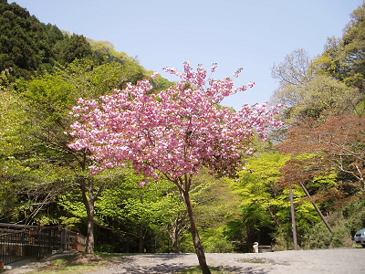 さすがに桜の馬場です。まだ、桜が咲いています。
これは登ってきた方法を向いているので、左の柵の向こうに横峯へ行く道があります。 