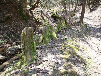 苔むした切り株があり、ちいさな「もののけ姫」みたいでした。