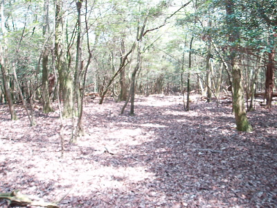 この辺りが山頂です。ぐるっとこんな感じで道があるようなないような。
はっきりしません。
