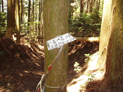 木が横たわっている方が岩屋神社への道になります。
ところで、琵琶湖見晴らし台ってどこにあるんでしょうか？