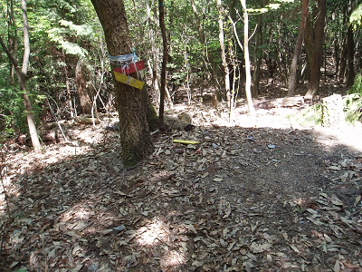 行者ヶ森の山頂の写真も撮らずに下りました。
ここを右に行くと行者ヶ森に戻るようなので、左へ進みます。 