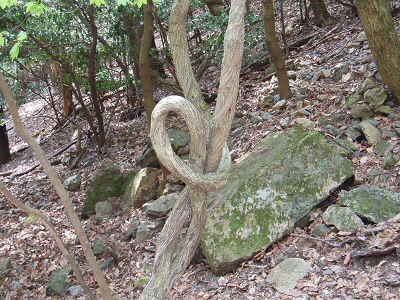 結ばれているものまであります。