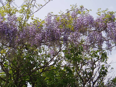 ５月になると山麓では藤が色を添えて始めます