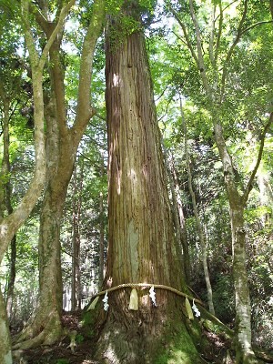 御神木の「相生の杉」
樹齢千年。相生は「相老」に通じ、
夫婦共に長生きの意味。

と案内にありました。
写真は一本しかとれませんでしたが、
隣に同様に生えています。
