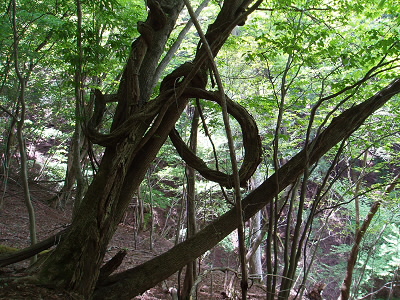 なんで、つるは時にはこんなへんな形になってしまうんでしょうか？
