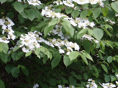 ノリウツギがたくさん　咲いており、山をところどころ白くしていました。