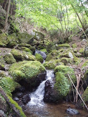 樋の水谷は苔むした岩や石が美しく、しんどい山歩きがほんのすこし軽くなりました。