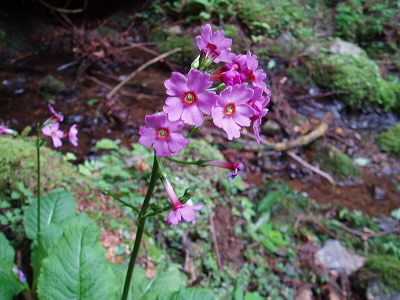 このイワザクラはだけが、咲いていました。
