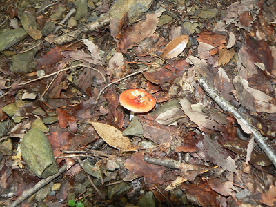 ベニタケの一種のヨヘイジかも