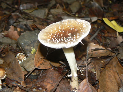 先ほどとは違った種類のキノコ。
ネットの図鑑をみるとテングダケのようです。
毒キノコです。
マツ林に発生するキノコだそうです。