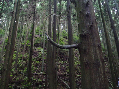３０分ほど登ったところにある変った枝。
ここで休憩ができます。