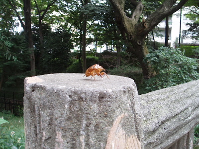 ここで、脱皮したのか、誰かが置いたのか。
