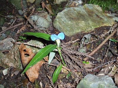 一つだけ、目についた小さな草花。
花の名前はのちほど