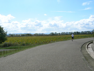ハスの群生地です。花が咲くと見事です。
さて、ハスとスイレンの違いはなんでしょうか？