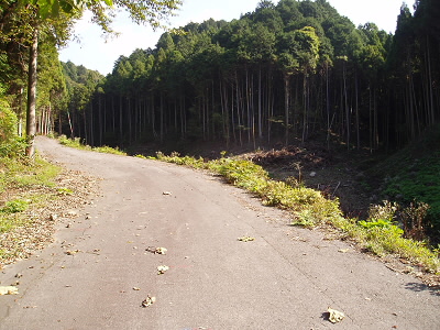 舗装された林道を終点まで進みます。