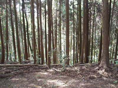 いくつかの道が出会っています。
緑のテープを目印に大文字へ向かいます。