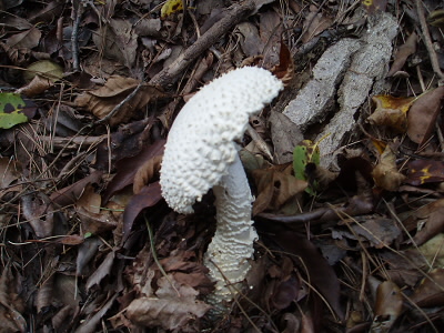 真っ白のキノコが生えていました。
カサが歪んでいます。
