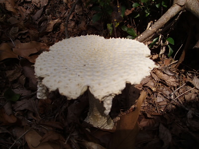 先ほどのキノコの別バージョン