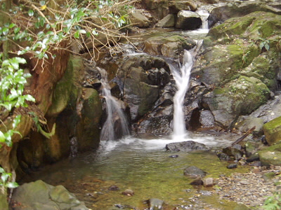 うまい具合に二つに分かれて落ちています。
