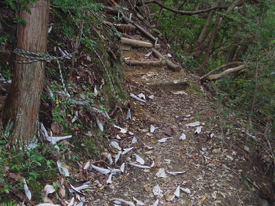 ここから、本格的な山道になります。
