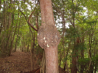 2010/10/31 11:21:54 木のこぶ