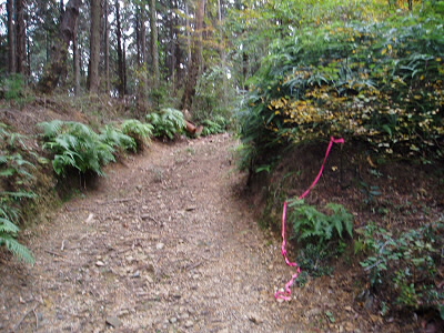 しばらくはこんな道ですが、