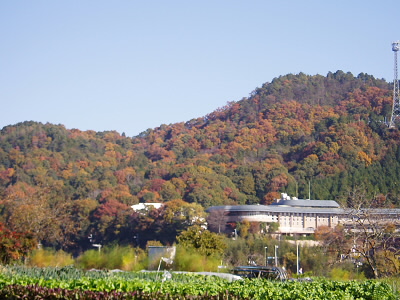 街から少し入ったところはそこはもう里山です。
木々が色づき始めています。